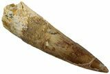 Fossil Spinosaurus Tooth - Real Dinosaur Tooth #318997-1